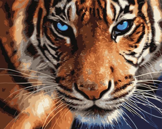 Paint by Numbers Kits Blue-eyed Tiger