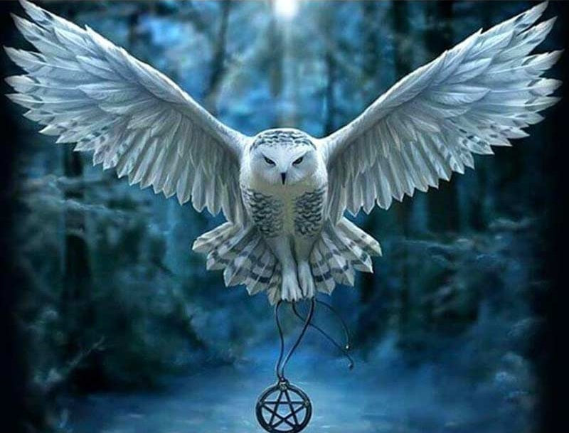 Paint by Numbers Kit White Owl