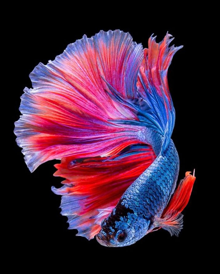 Paint by Numbers Kit Beautiful Fish