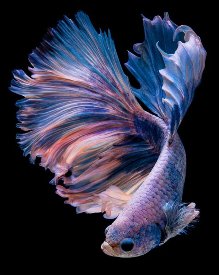 Paint by Numbers Kit Beautiful Fish