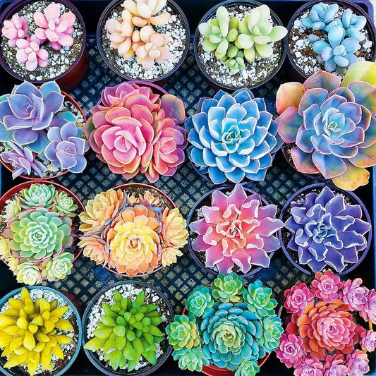 Paint by Numbers Kit Colorful Succulents