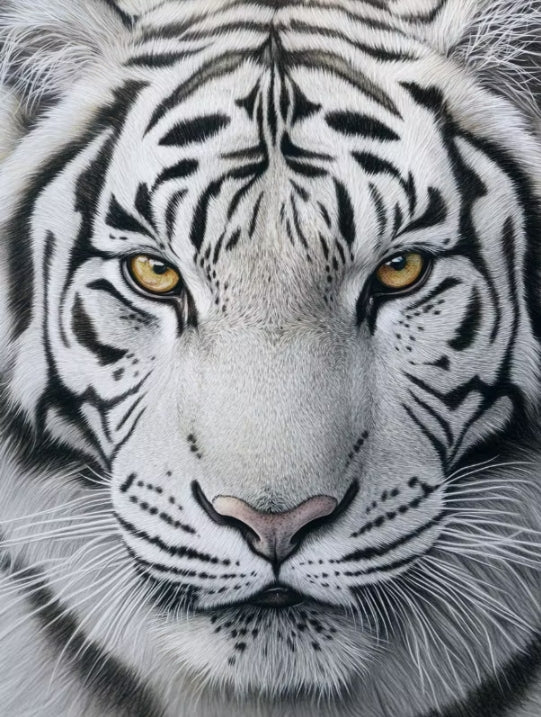 Paint by Numbers Kits White Tiger