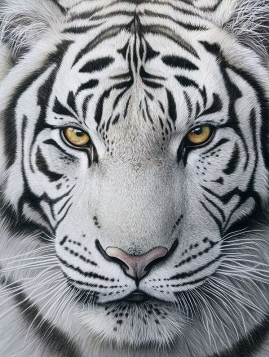 Paint by Numbers Kits White Tiger