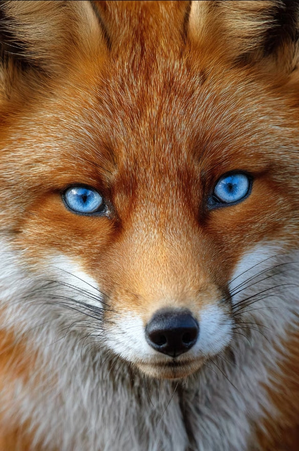 Paint by Numbers Kit Blue-Eyed Fox