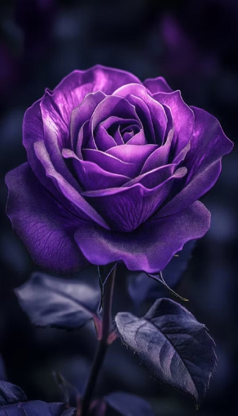 Paint by Numbers Kit Purple Rose